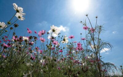 Biodiversity Net Gain (BNG) – Government Consultation Opens