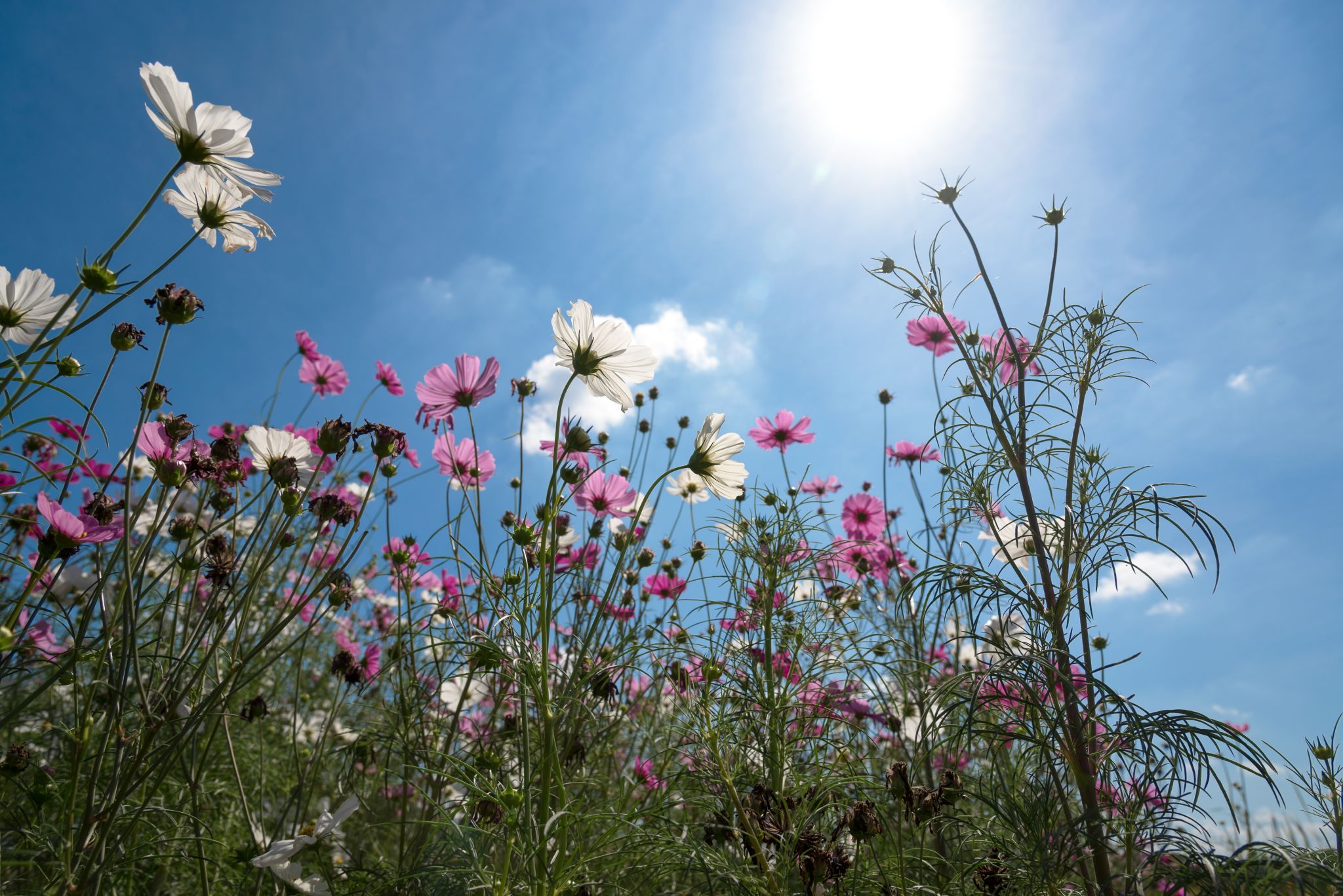 Wildflowers blooming under a bright summer sky, symbolizing growth and sustainability—ideal for environmental planning projects.
